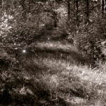 Metsänväen polku